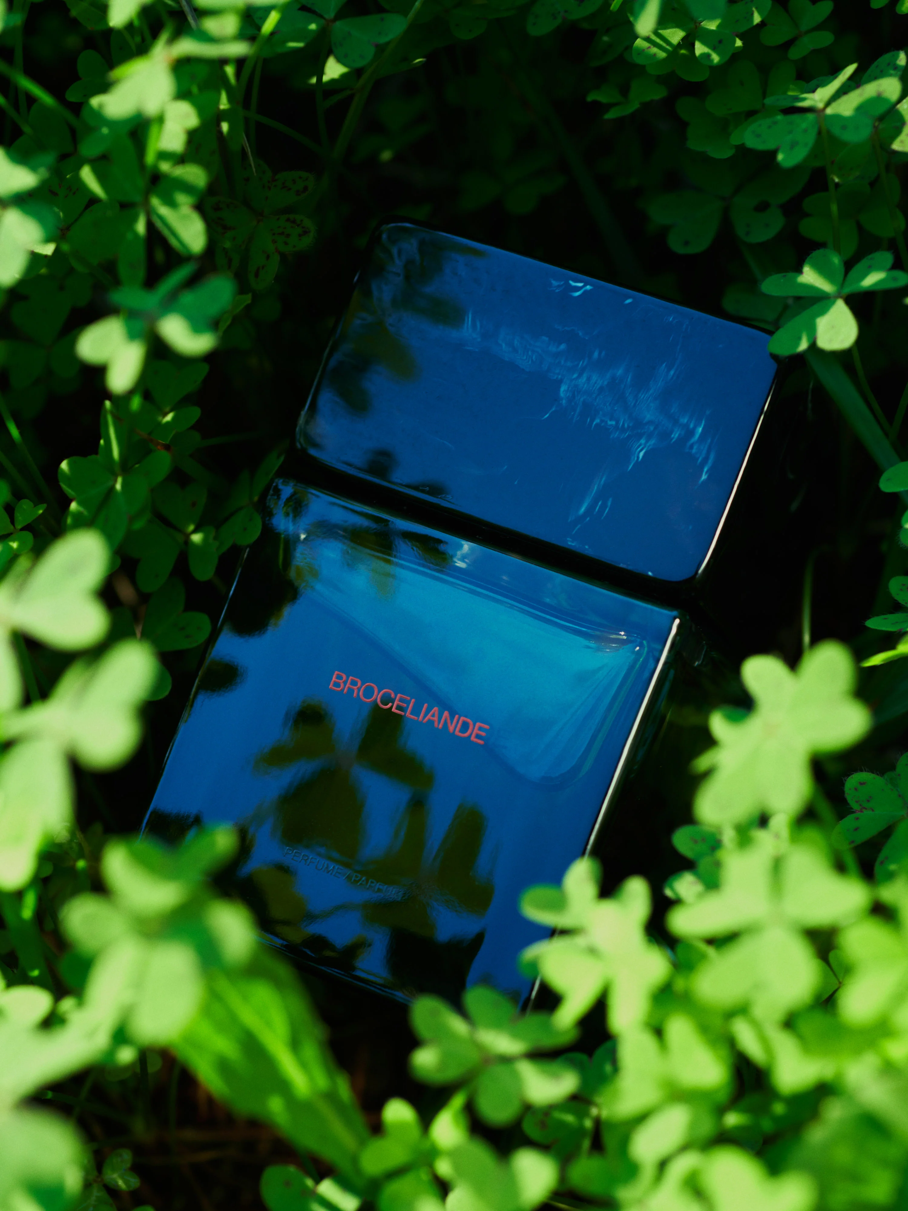 BROCELIANDE - SORADORA - Image 7